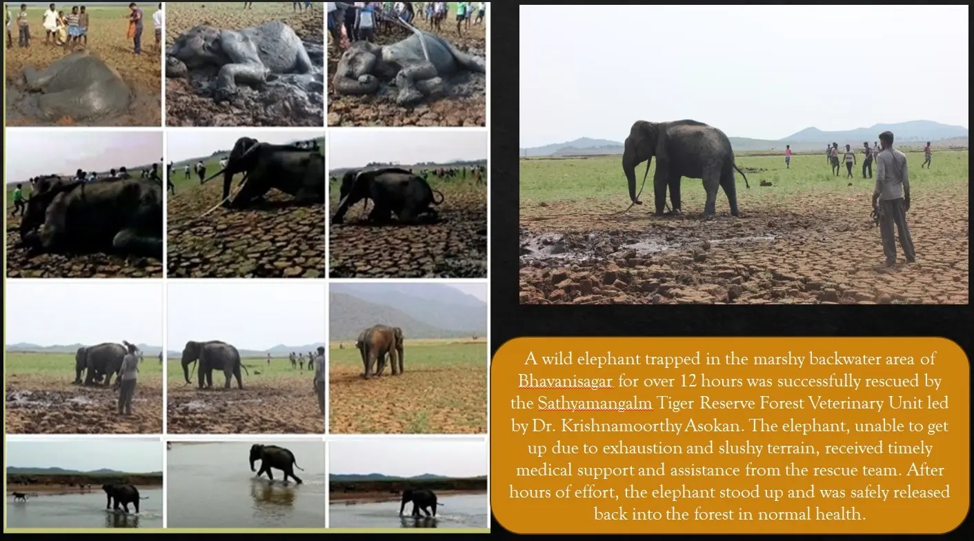 bhavanisagar elephant marsh rescue