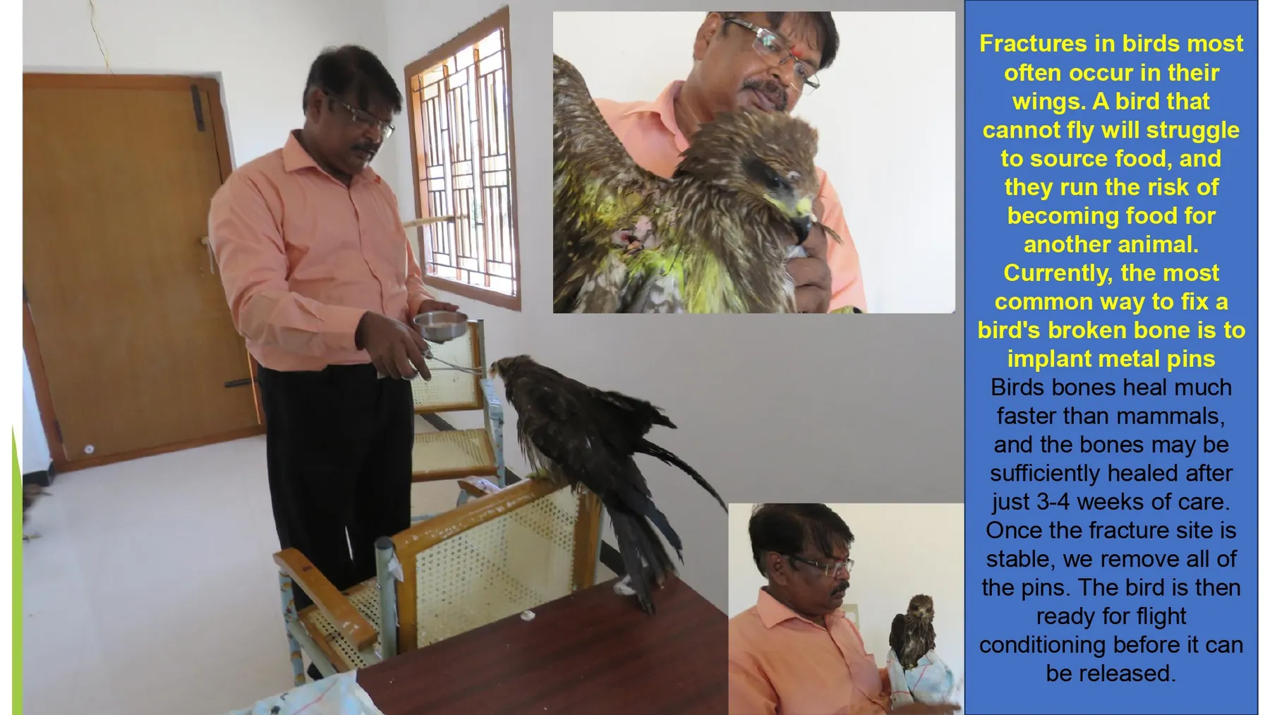 black kite wing fracture veterinary treatment