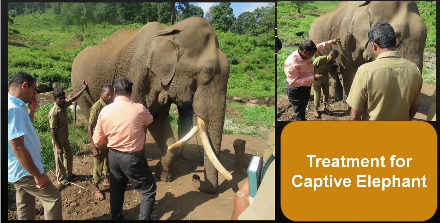 captive elephant clinical treatment record 01