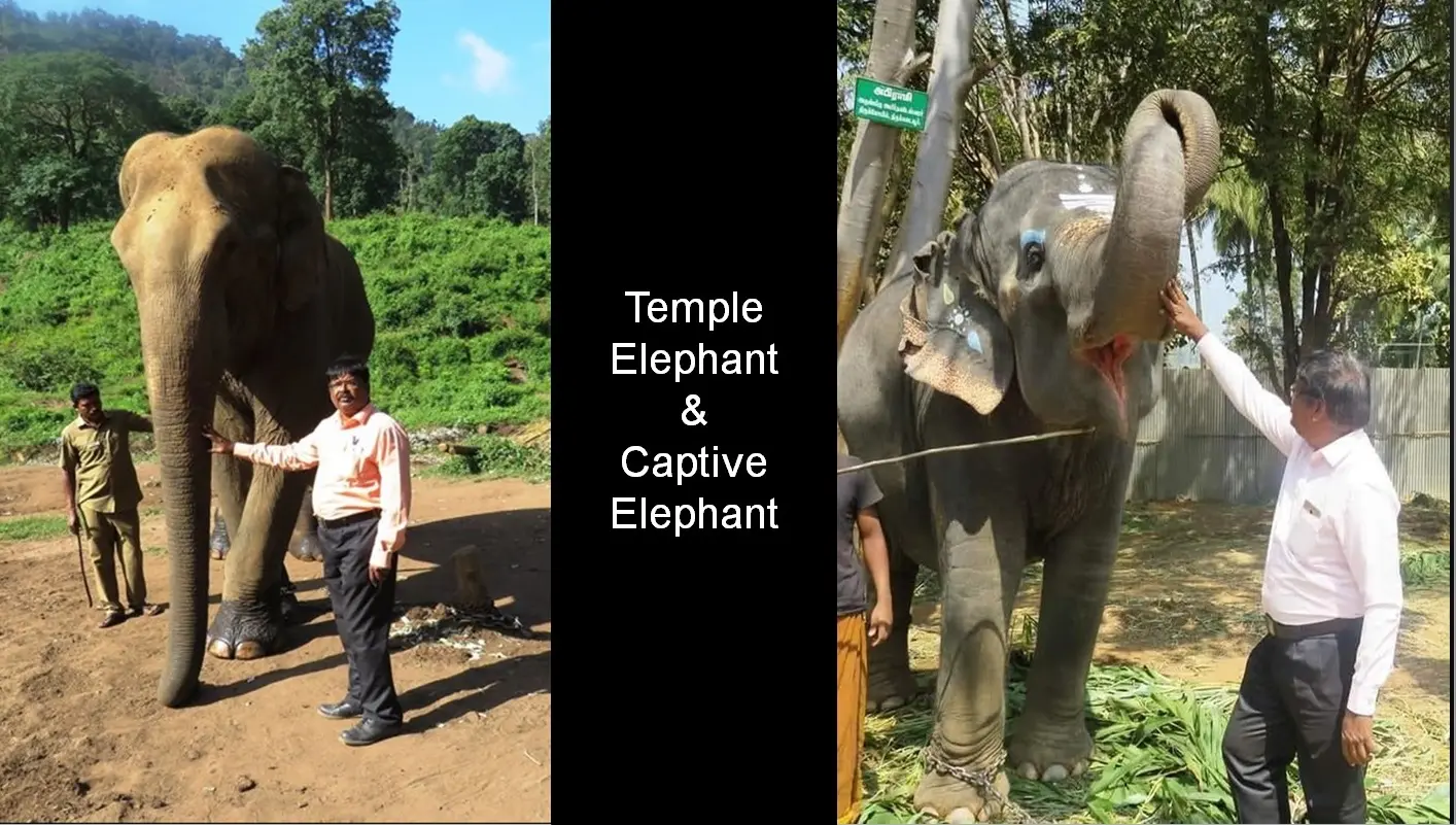 captive elephant clinical treatment record 02
