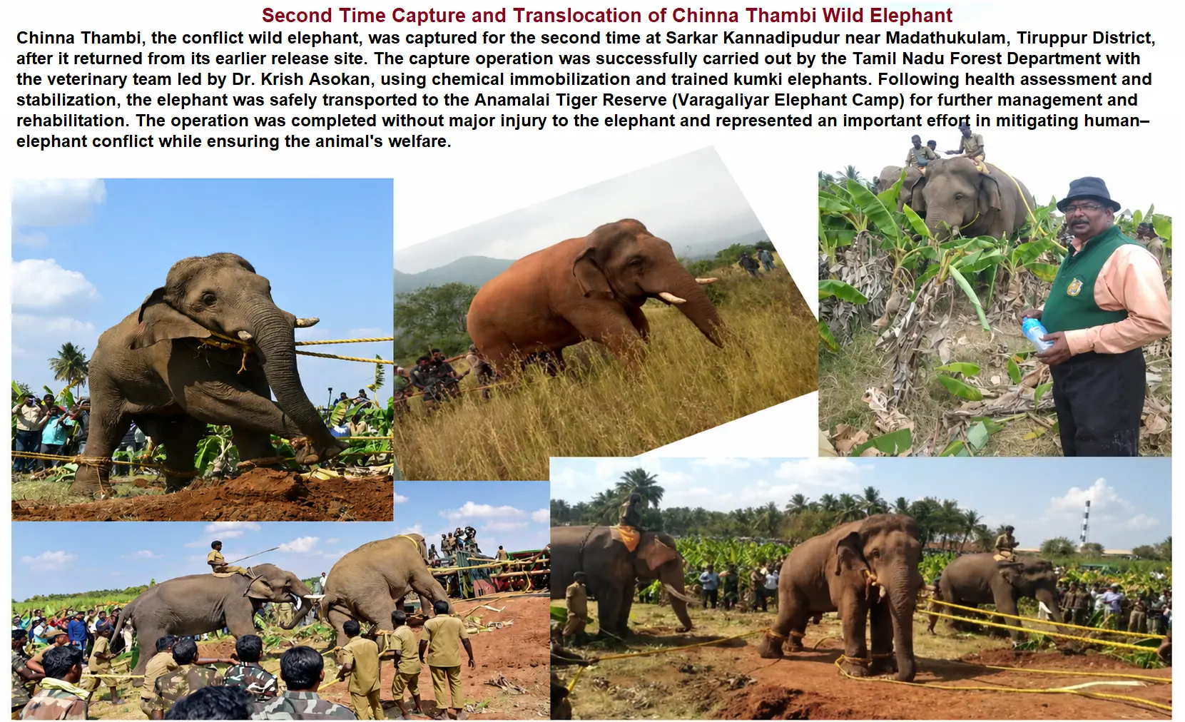 chinna thambi elephant capture anamalai translocation