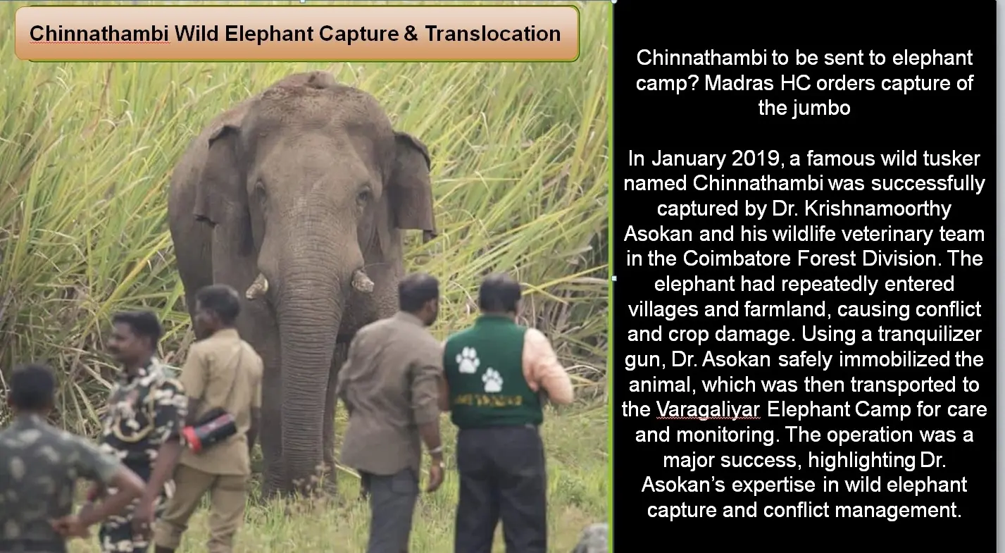 chinnathambi elephant conflict capture 2019