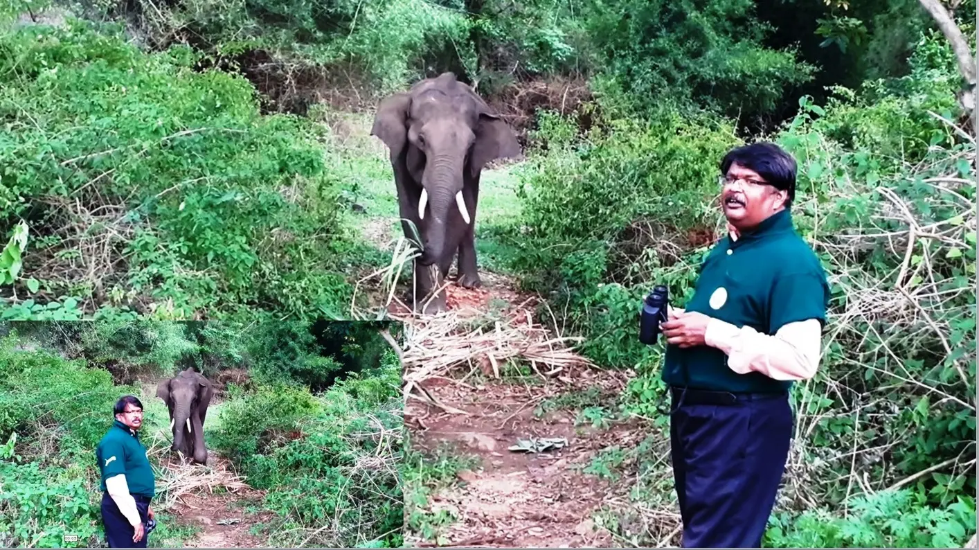 elephant field monitoring record