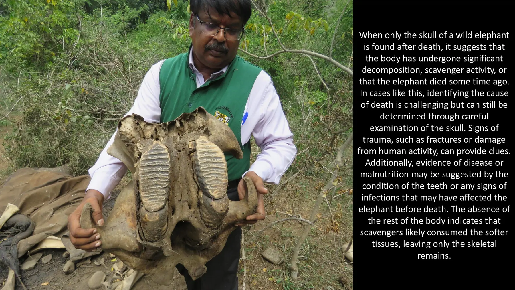 elephant skeletal remains forensic record