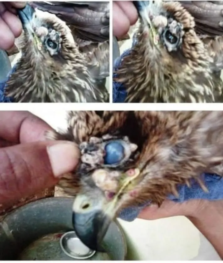 field care bird care bird eye treatment before and after
