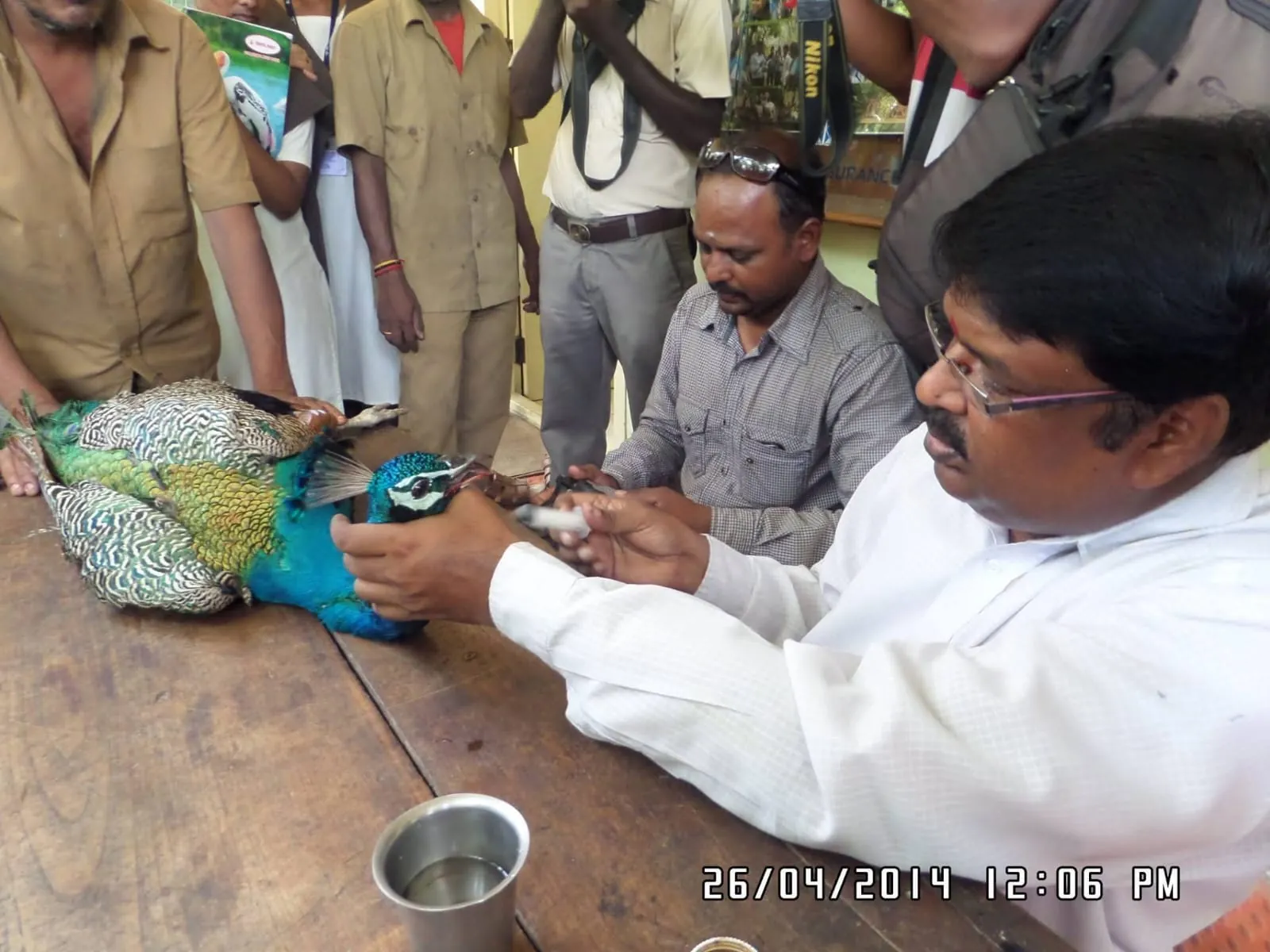 Bird Rescue & Orthopaedic Surgery