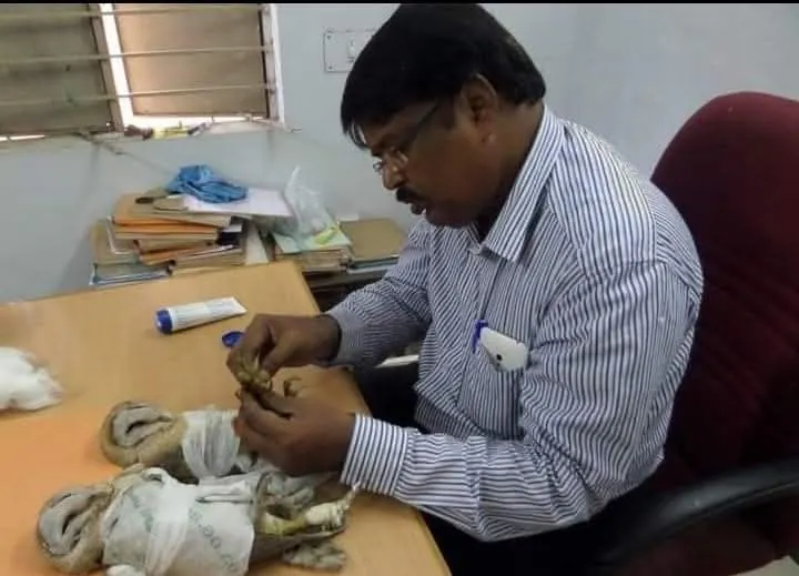 field care bird care wildlife veterinarian treating rescued owls in clinic