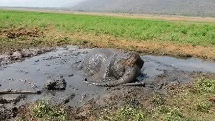 field care elephant elephant trapped in muddy marsh