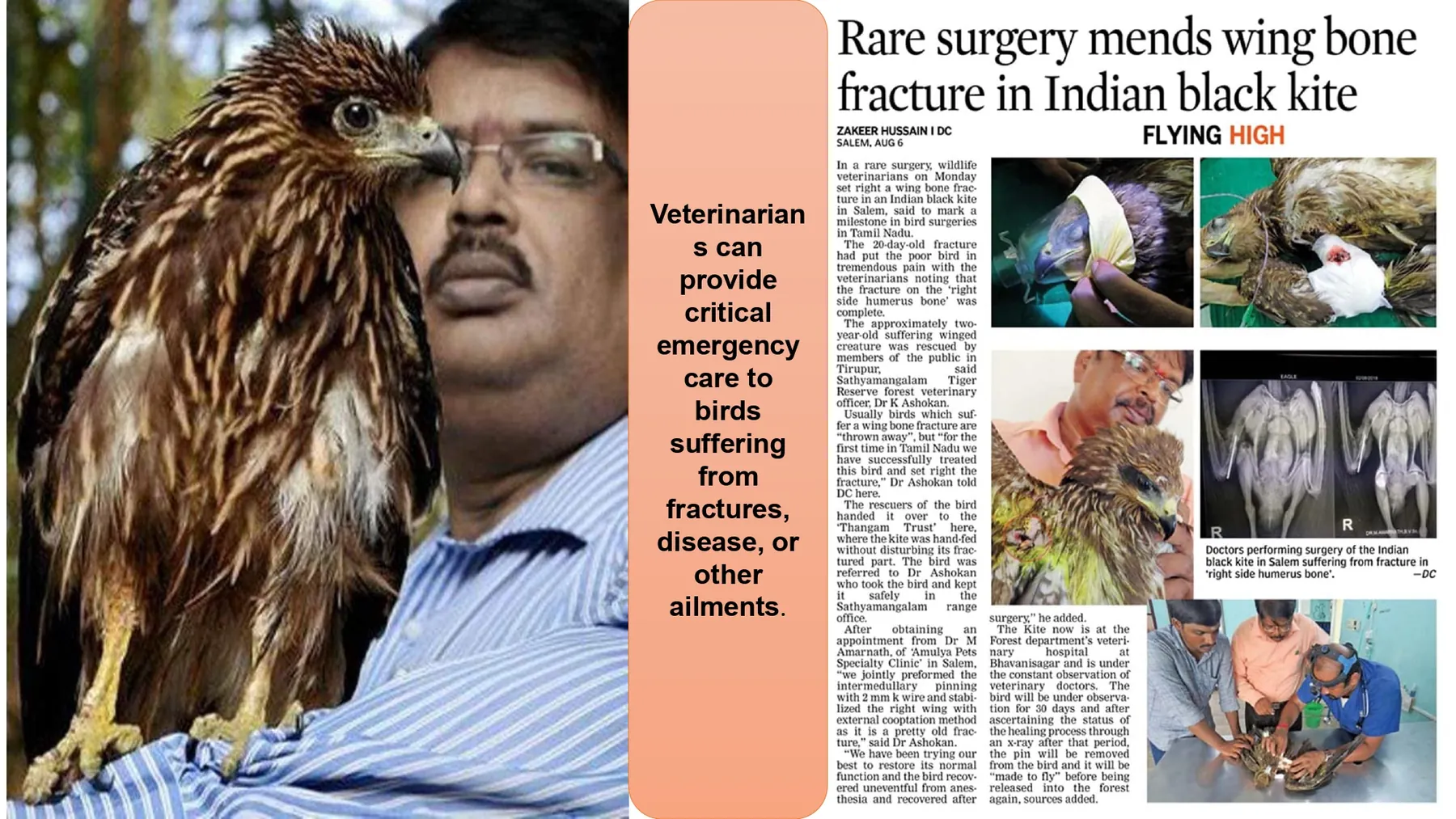 indian black kite wing fracture surgery news feature