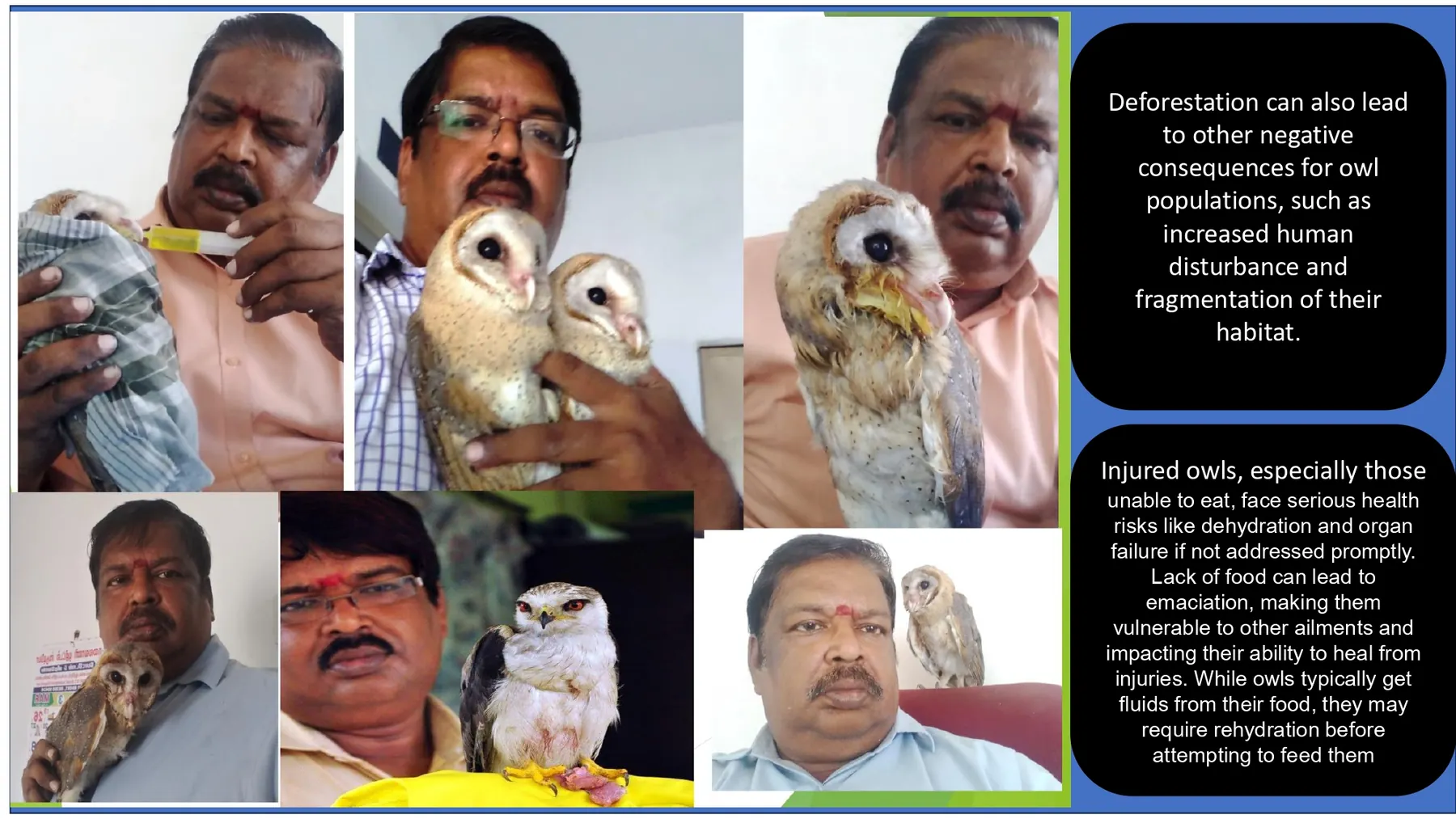 injured owl rescue and veterinary treatment