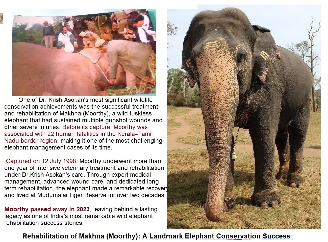 moorthy makhna gunshot treatment rehabilitation