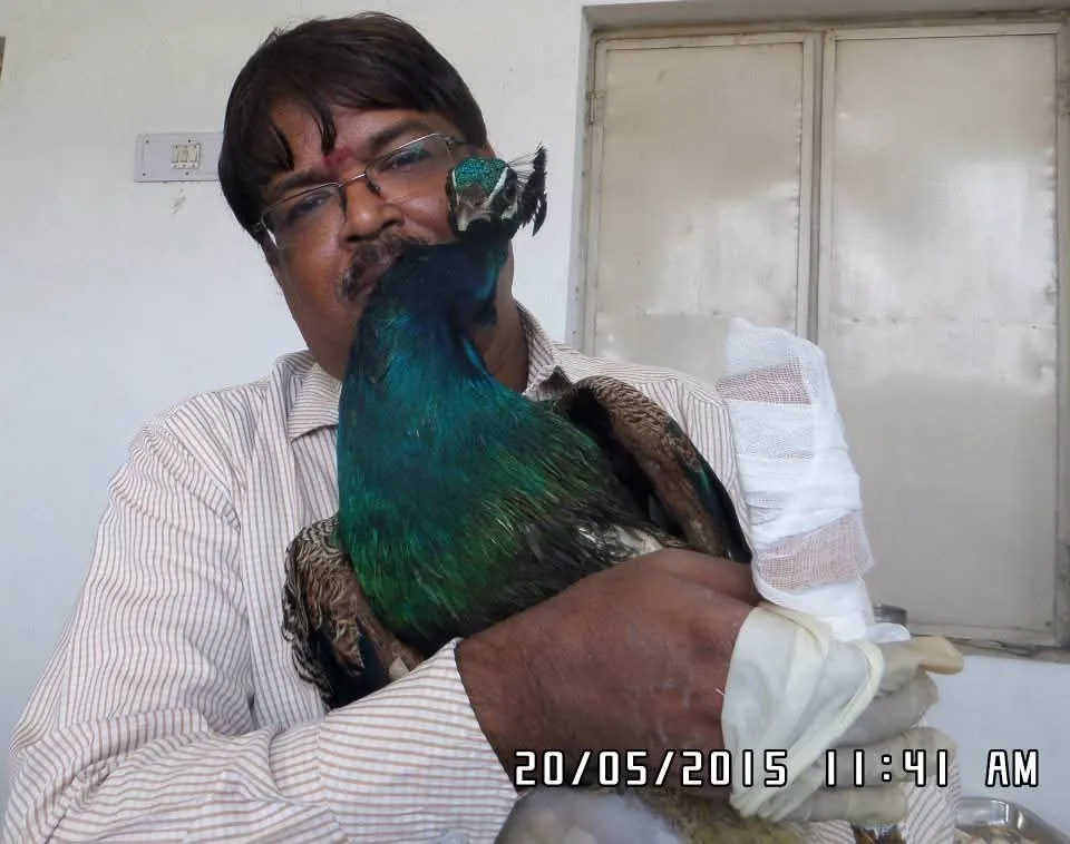 new bird wildlife veterinarian holding rescued peacock