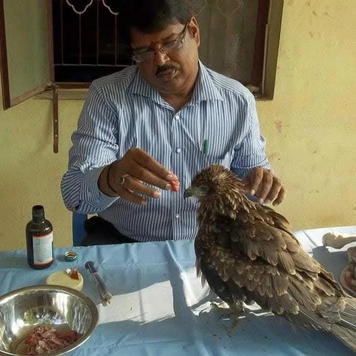 new bird wildlife veterinarian performing bird wound treatment