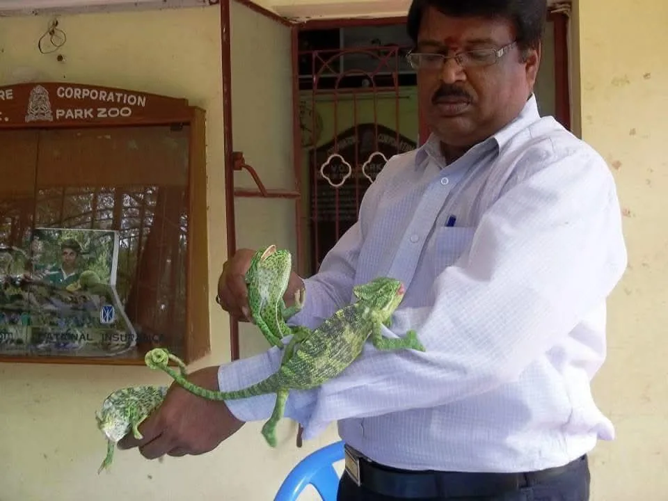 new chameleon wildlife veterinarian holding two rescued chameleons