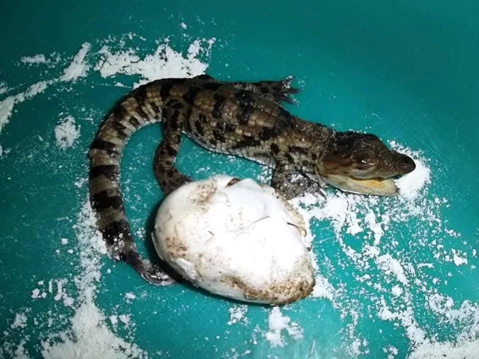 new crocodile crocodile hatchling emerging from egg