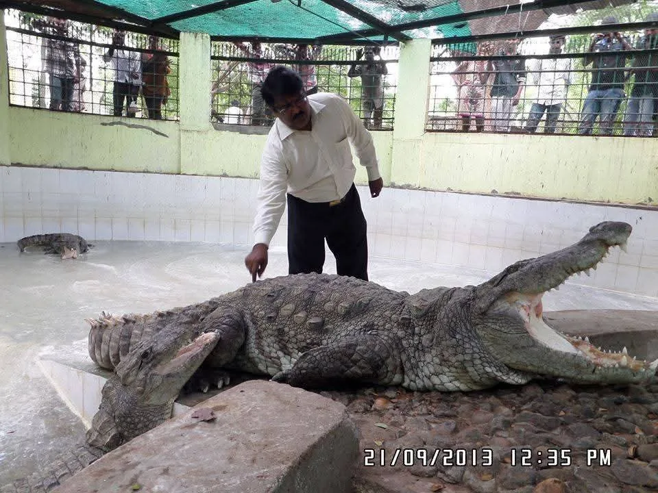 new  crocodile  wildlife veterinarian with rescued adult crocodile