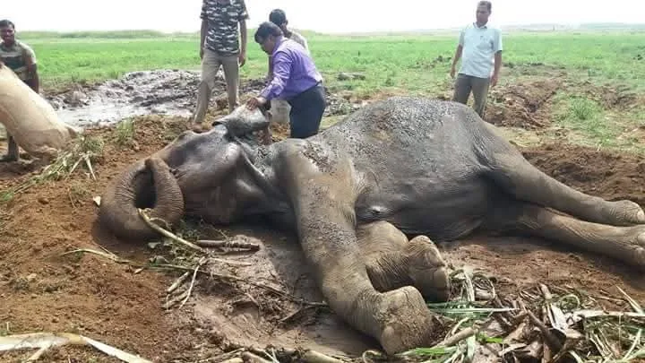 Elephant Rescue & Medicine