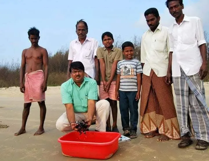 new  sea turtle  sea turtle hatchling release team