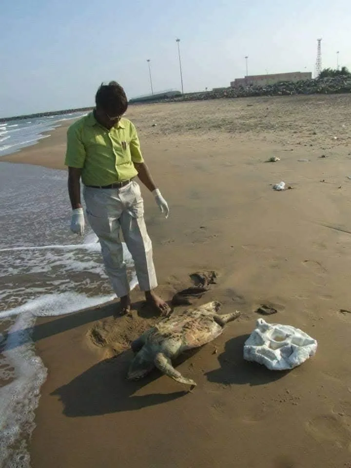 new  sea turtle  wildlife veterinarian standing beside stranded sea turtle