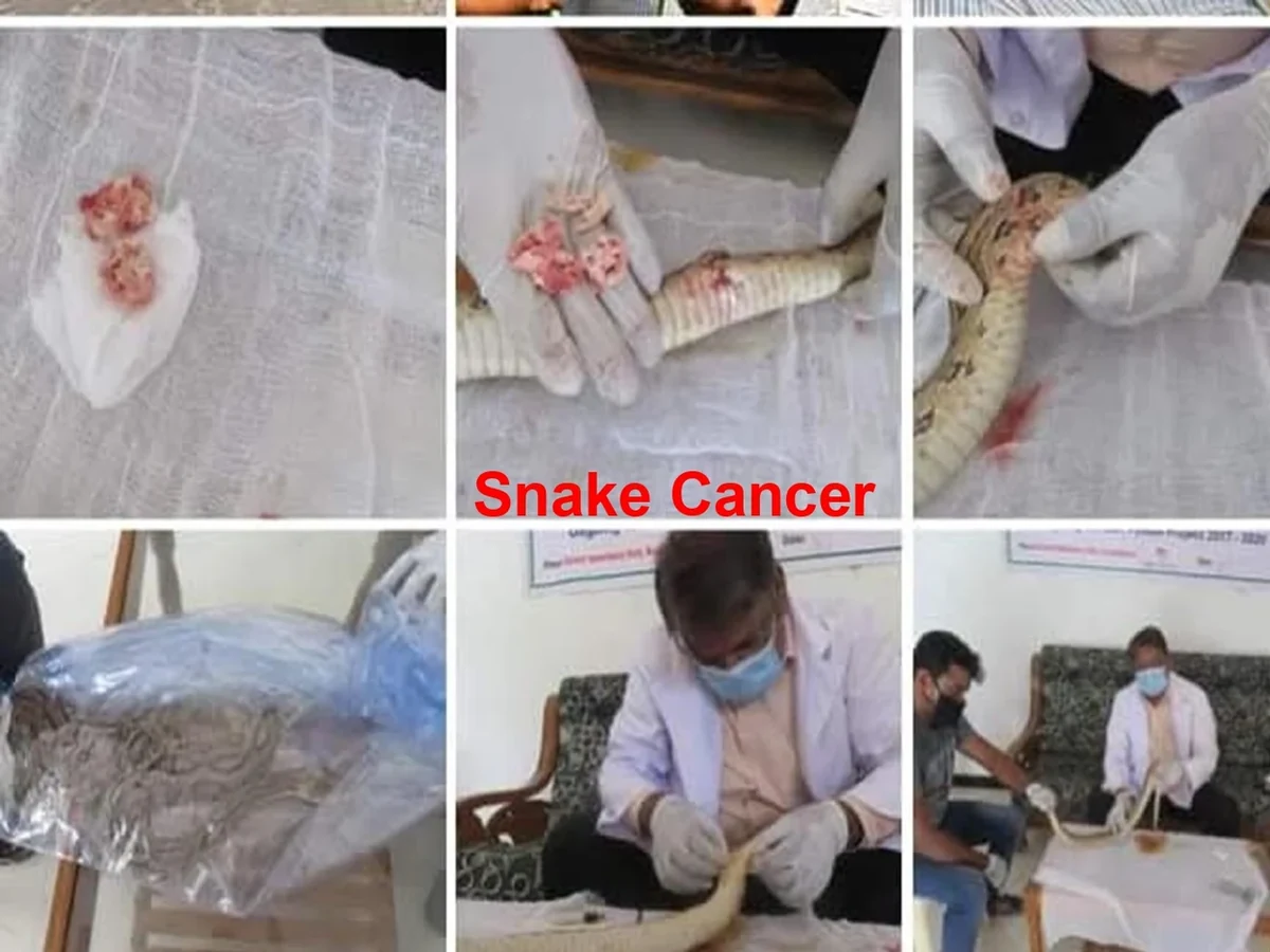 Snake Surgery & Conservation