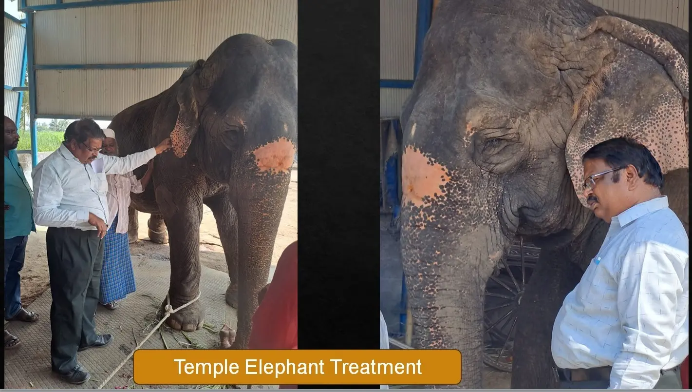 temple elephant clinical treatment record 01