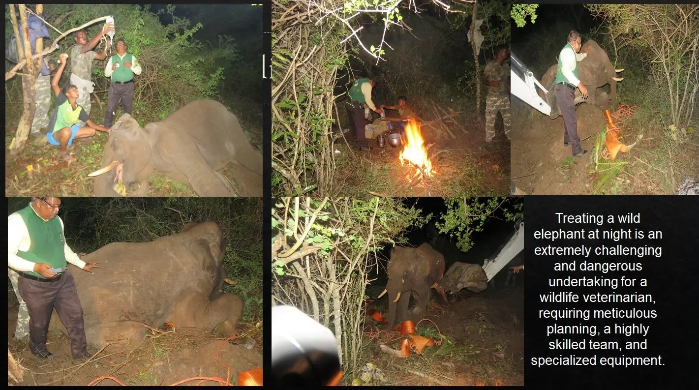 wild elephant night treatment challenges