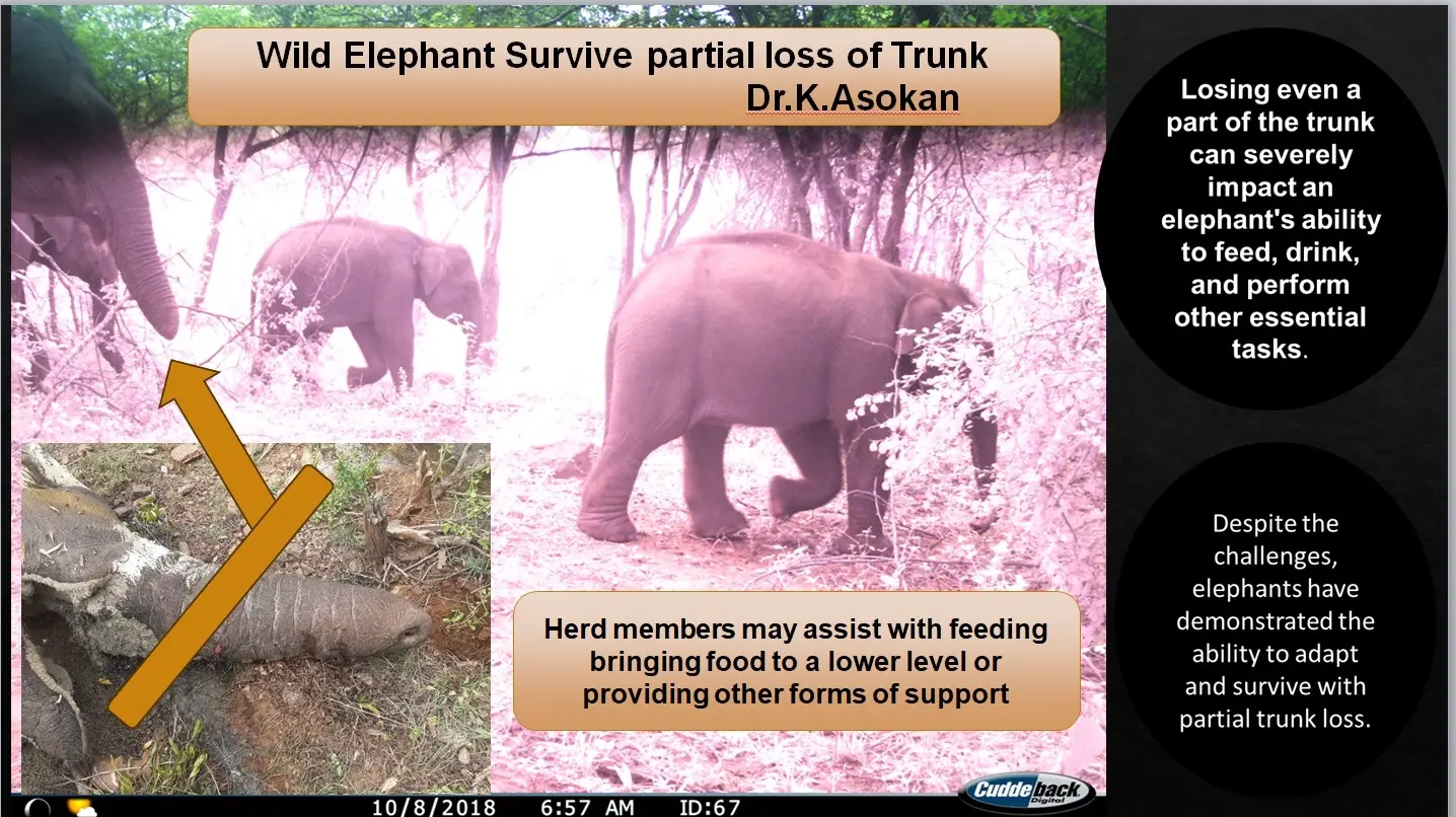 wild elephant partial trunk survival and herd support