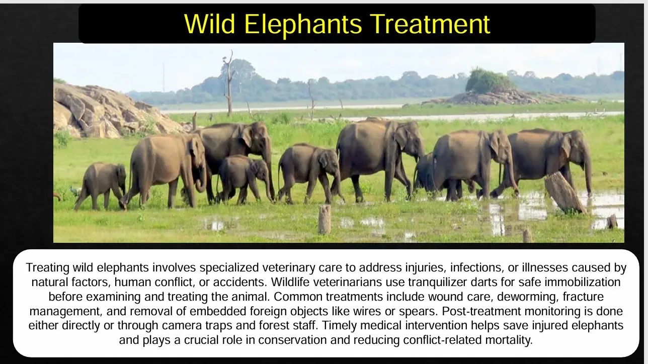 wild elephant treatment professional record