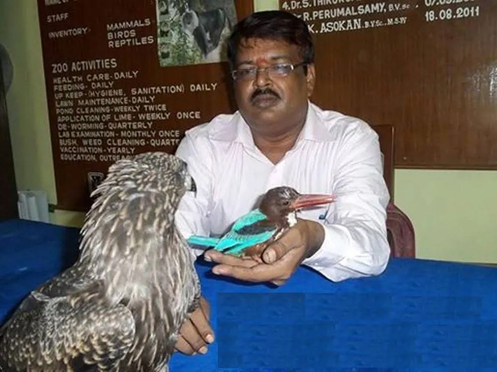 wildlife veterinarian with kingfisher and bird of prey 02