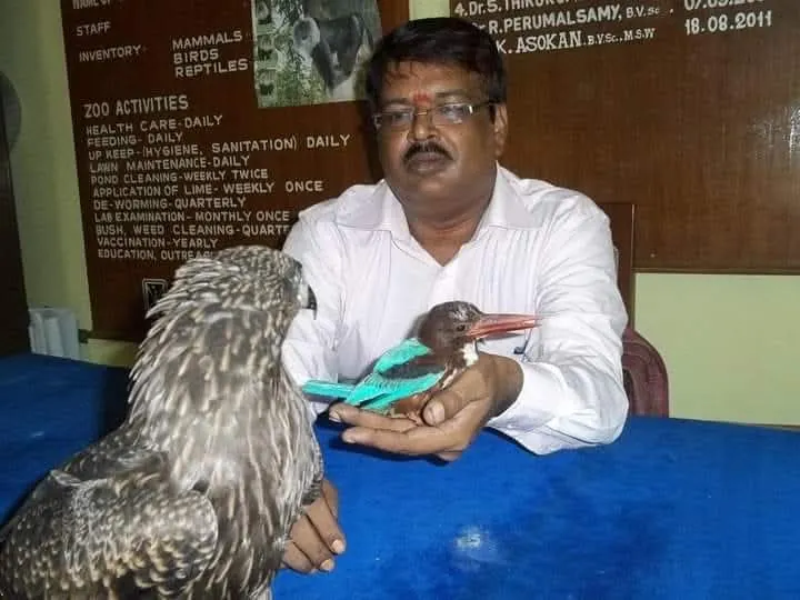 wildlife veterinarian with kingfisher and bird of prey