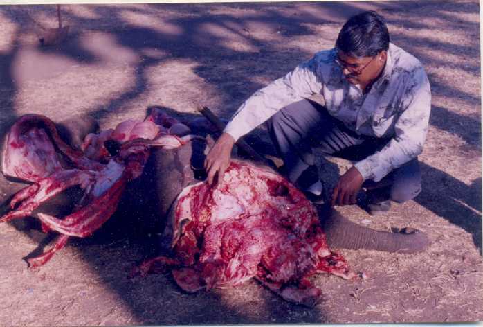 indian gaur necropsy record 0255