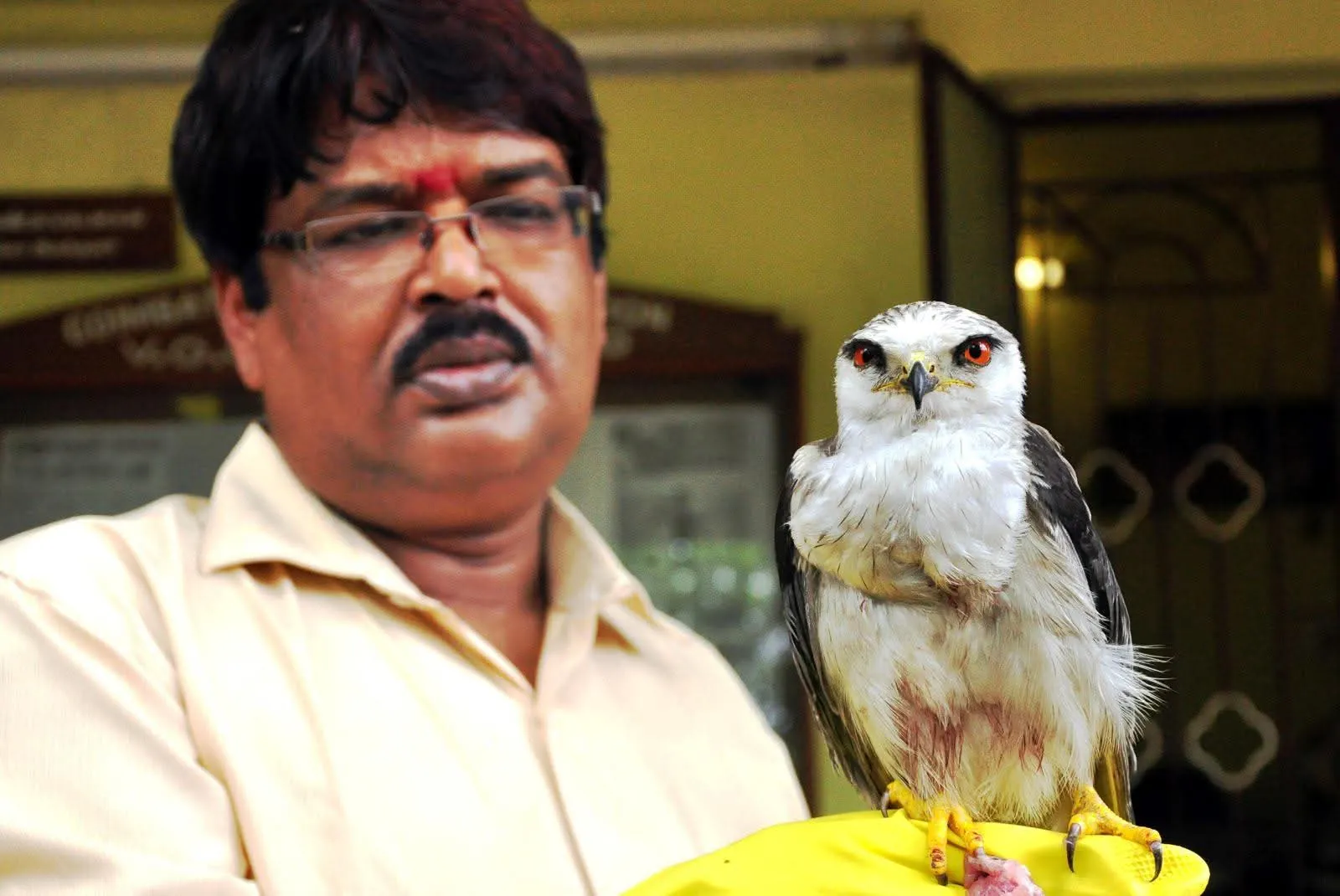 wildlife veterinarian with rescued white owl   Copy (2)