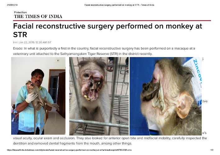 00Facial reconstructive surgery performed on monkey at STR   Times of India page 001