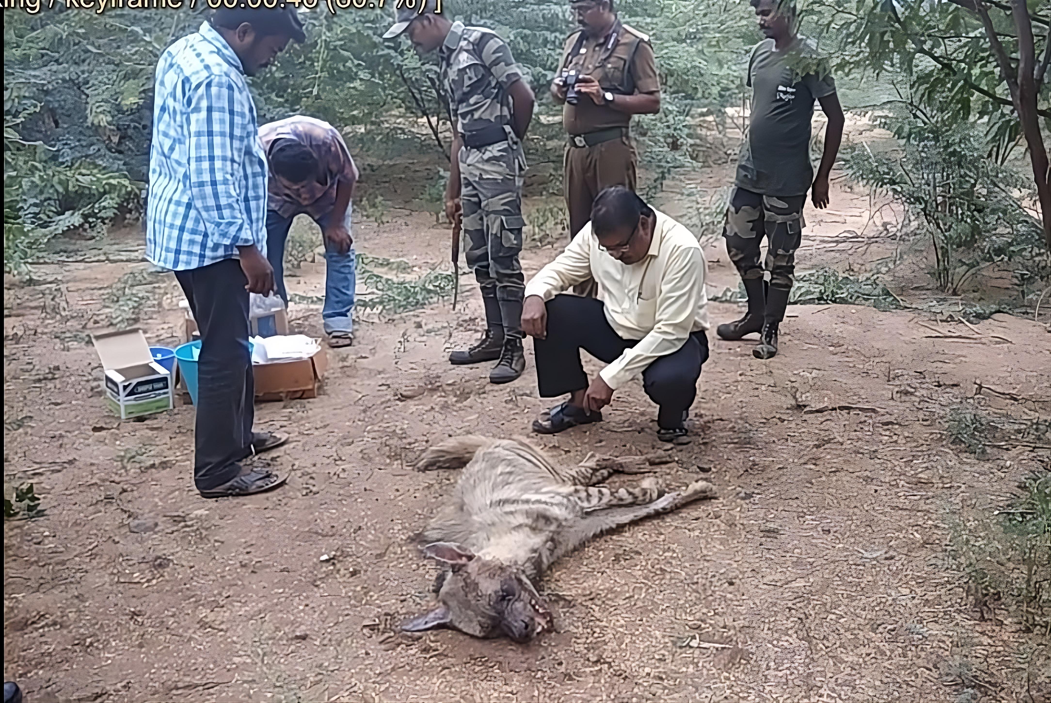 new  hyena  striped hyena field rescue with forest officers