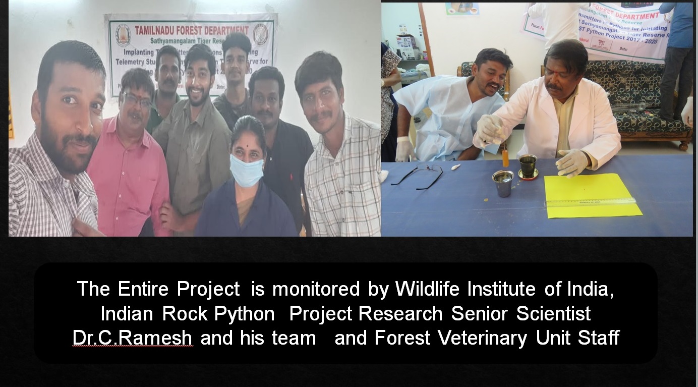 elephant field monitoring record