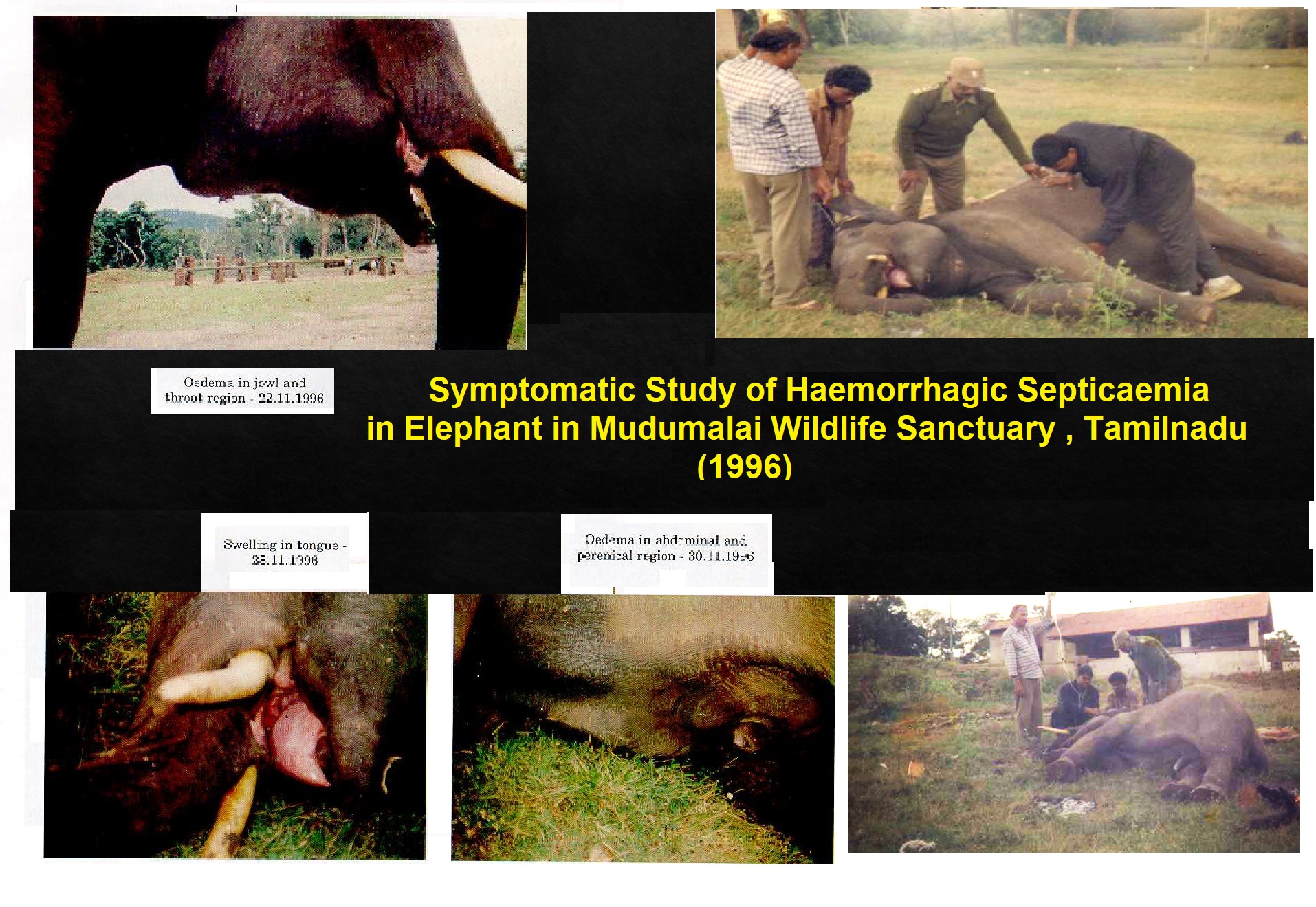 HEMORRHAGIC SEPTICEMIA.pdf Dr Asokan page 013