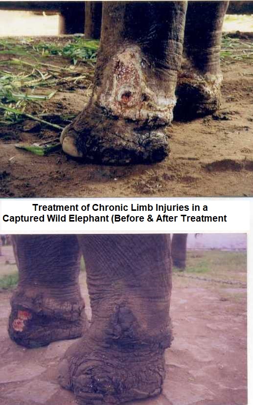 In 1998, foresters went all out to capture a tuskless male elephant in the Nilgiris The Hindu page 001