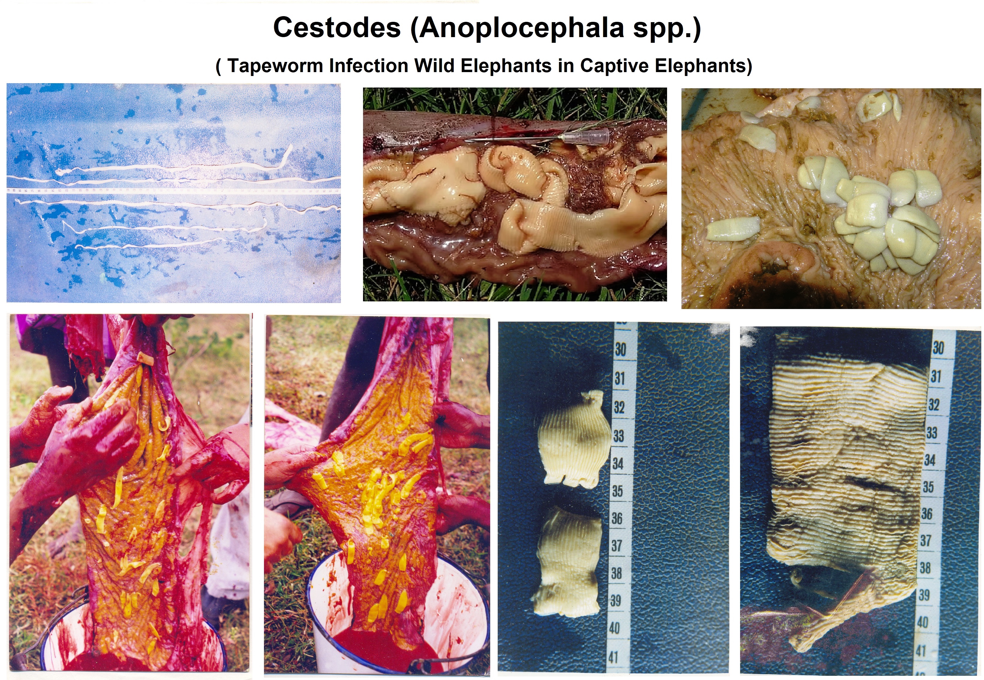 Tape Warms In Elephants     4th species