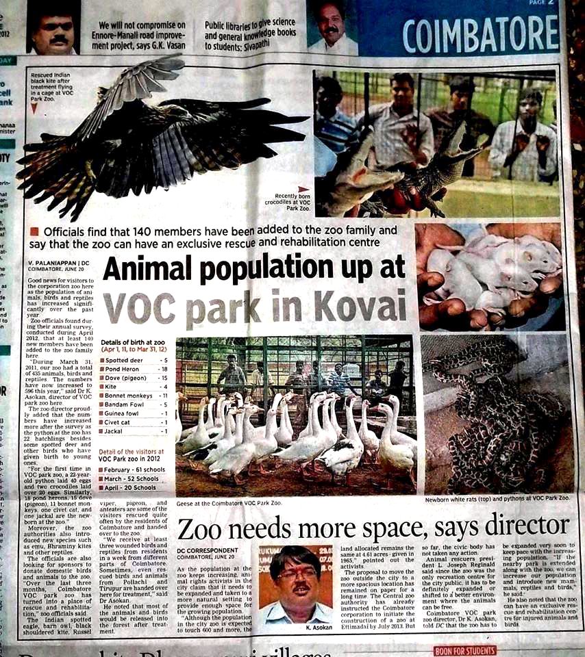 indian black kite wing fracture surgery news feature