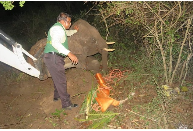 dr asokan wildlife photos equal size1