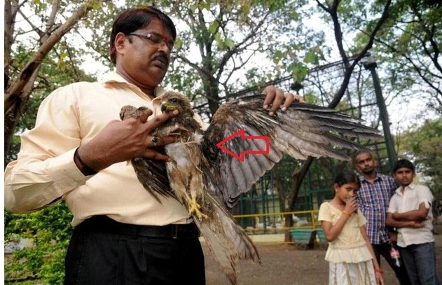 dr asokan wildlife photos equal size4
